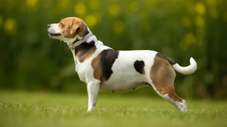 Danish-Swedish Farmdog Dog photo
