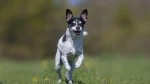 Danish-Swedish Farmdog Dog photo