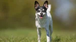 Danish-Swedish Farmdog Dog photo