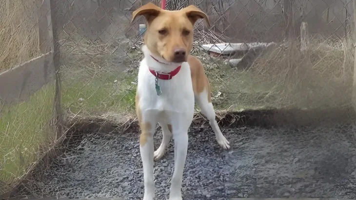 Denmark Feist Dog photo