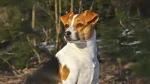 Denmark Feist Dog photo