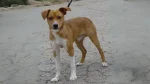 Denmark Feist Dog photo