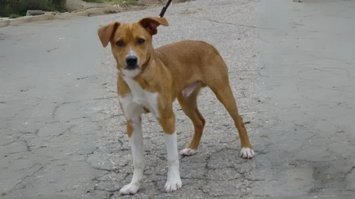 Denmark Feist Dog photo