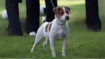 Denmark Feist Dog photo