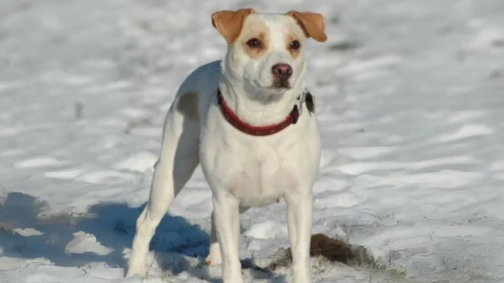 Denmark Feist Dog photo