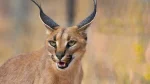 Desert Lynx Cat photo