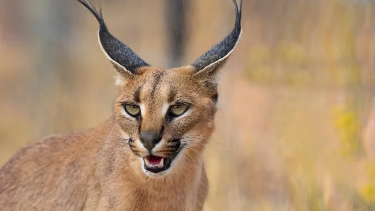 Desert Lynx Cat photo