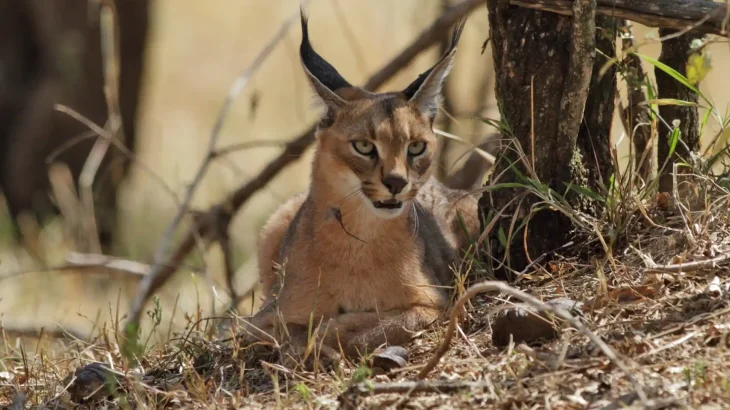 Desert Lynx Cat photo