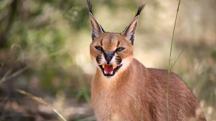 Desert Lynx Cat photo