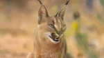 Desert Lynx Cat photo