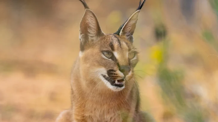 Desert Lynx Cat photo
