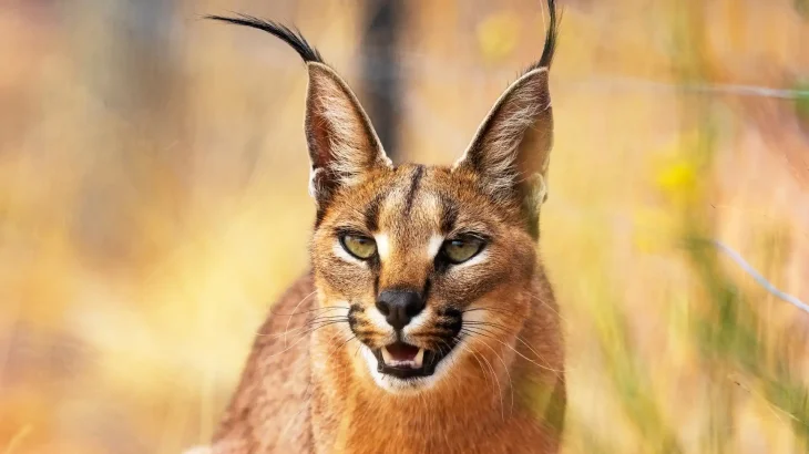 Desert Lynx Cat photo