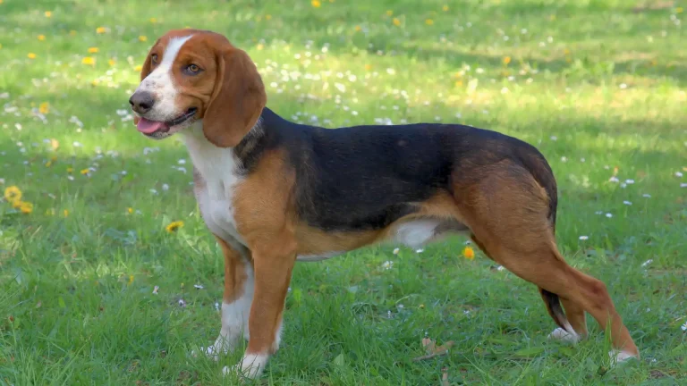 Deutsche Bracke Dog photo
