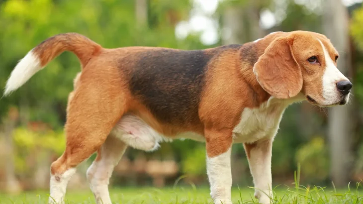 Deutsche Bracke Dog photo