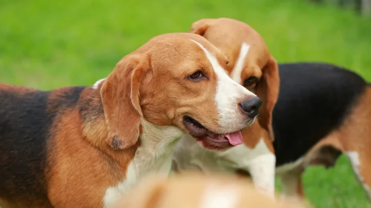 Deutsche Bracke Dog photo