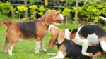 Deutsche Bracke Dog photo