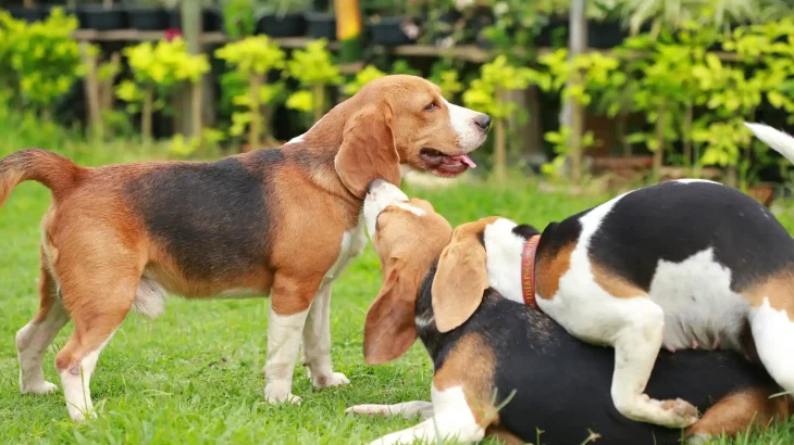 Deutsche Bracke Dog photo
