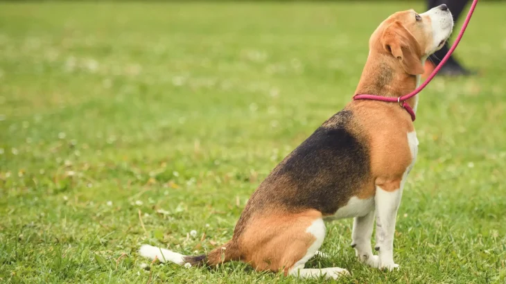 Deutsche Bracke Dog photo