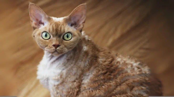 Devon Rex Cat photo