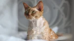 Devon Rex Cat photo