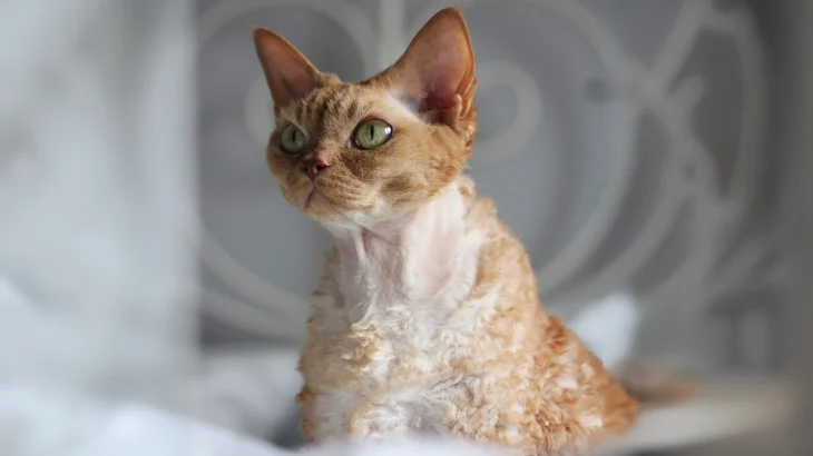 Devon Rex Cat photo