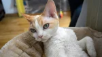 Devon Rex Cat photo