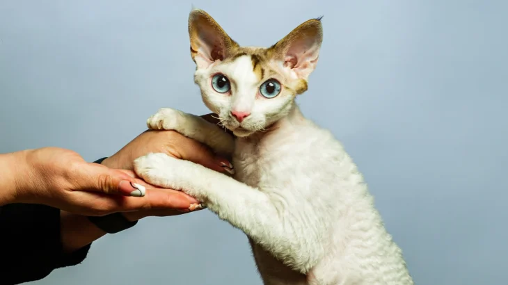 Devon Rex Cat photo