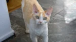 Devon Rex Cat photo