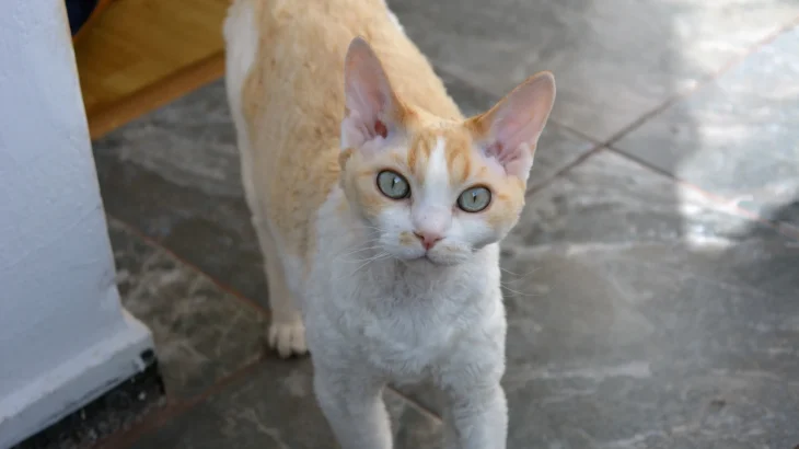 Devon Rex Cat photo