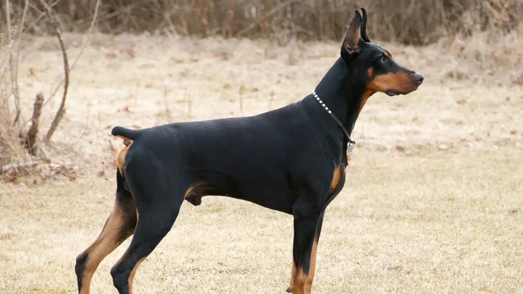 Doberman Pinscher Dog photo