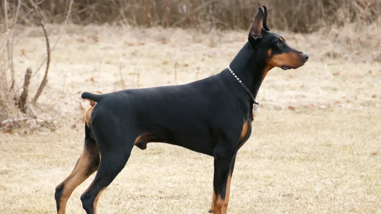 Doberman Pinscher Dog photo
