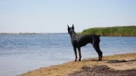 Doberman Pinscher Dog photo