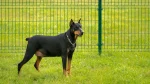 Doberman Pinscher Dog photo