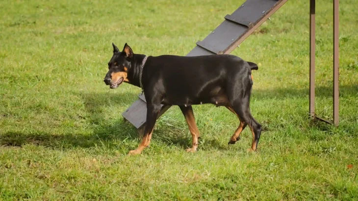 Doberman Pinscher Dog photo