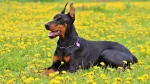 Doberman Pinscher Dog photo