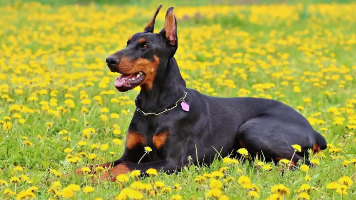 Doberman Pinscher Dog photo