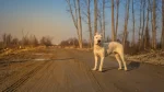 Dogo Argentino Dog photo