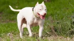 Dogo Argentino Dog photo