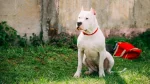 Dogo Argentino Dog photo