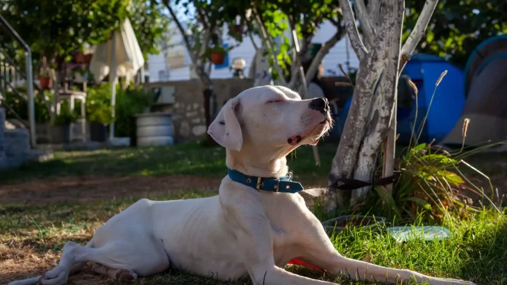 Dogo Argentino Dog photo