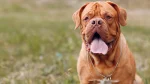 Dogue de Bordeaux Dog photo