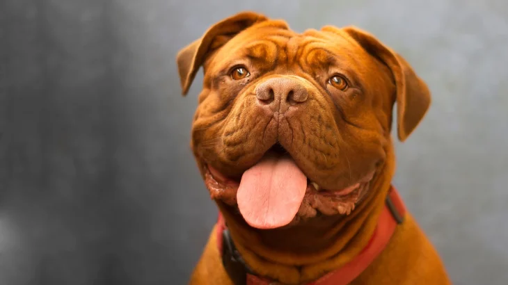 Dogue de Bordeaux Dog photo