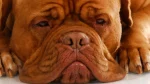 Dogue de Bordeaux Dog photo