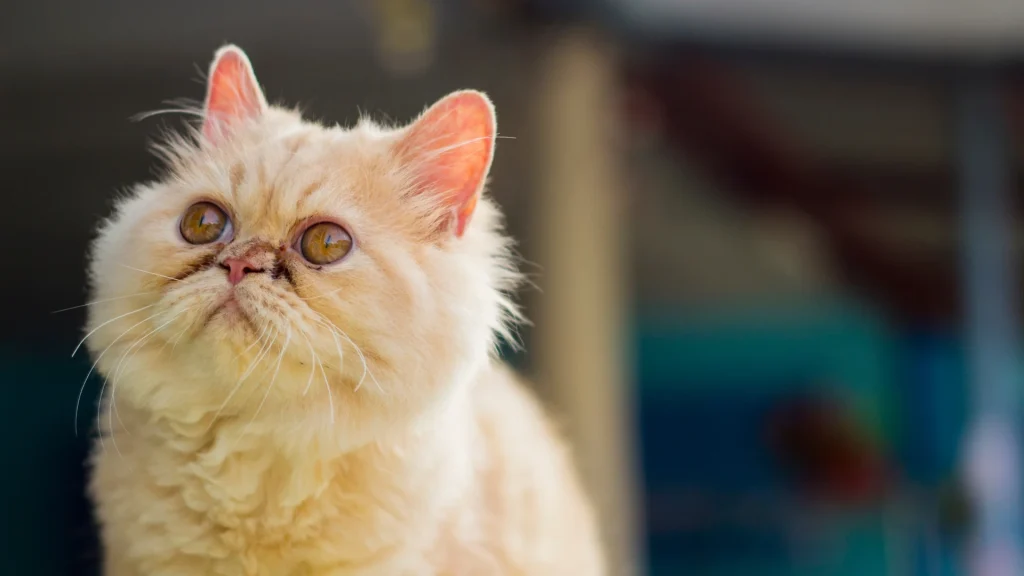 Doll Faced Persian Cat photo