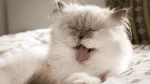 Doll Faced Persian Cat photo