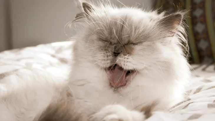 Doll Faced Persian Cat photo