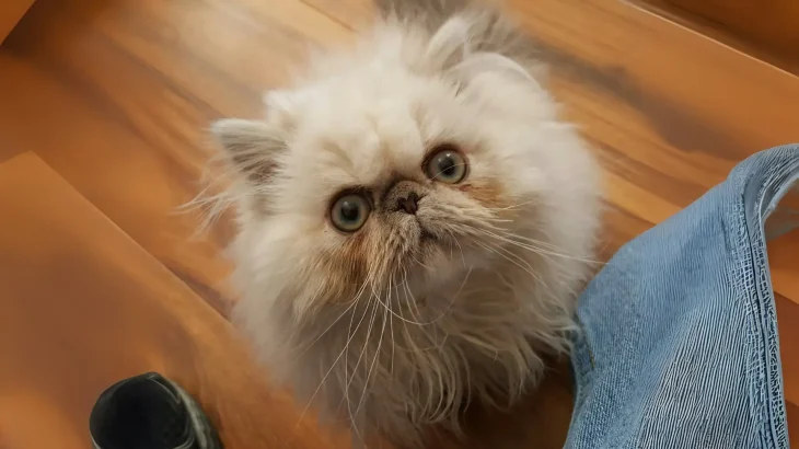 Doll Faced Persian Cat photo