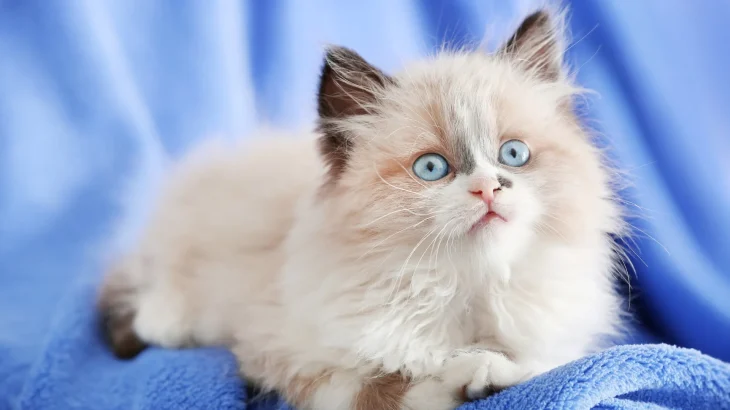 Doll Faced Persian Cat photo