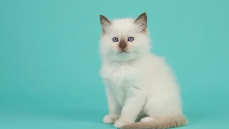 Doll Faced Persian Cat photo