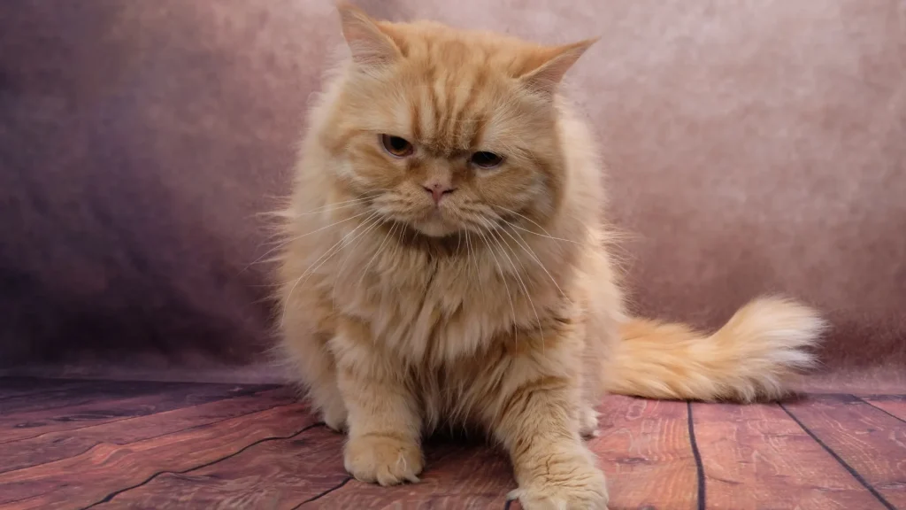 Domestic Longhair Cat photo